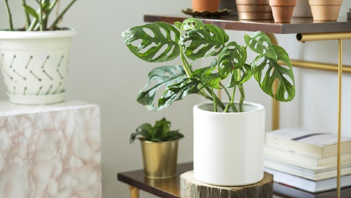 Modern composition of home garden.