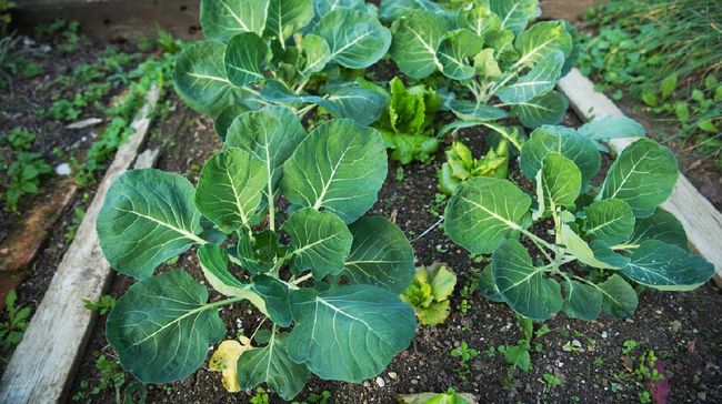 6 Tanaman Sayur yang Makin Subur Jika Sering Dipetik
