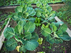 Sedikit Minyak Bisa Bikin Kale Jadi Superfood, Kata Pakar Begini Caranya!