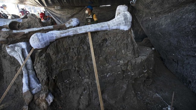 FOTO: 200 Fosil Mammoth di Meksiko, Temuan Terbesar Abad Ini