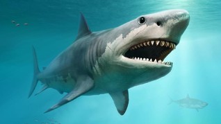 Ilmuwan Ungkap Ukuran Asli Hiu Raksasa Purba Megalodon