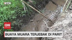 VIDEO: Buaya Muara Terjebak di Parit