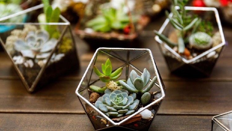 Succulent in the geometry glass terrarium