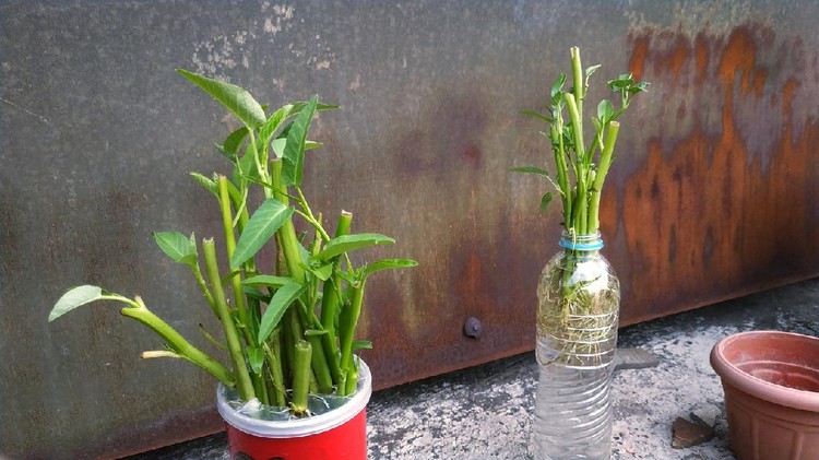 Ipomoea aquatica is a semi-aquatic, tropical plant grown as a vegetable for its tender shoots and it is not known where it originated. It is planted in used plastic bottles with hydroponic system