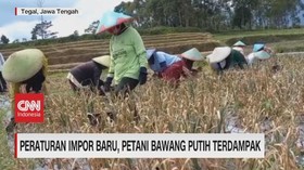 VIDEO: Peraturan Impor Baru, Petani Bawang Putih Terdampak