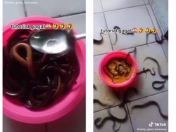 Viral Netizen Masak Belut Hidup-hidup, Ini Cara Tepat Mengolah Belut