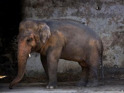 Kisah Kaavan, si Gajah Kesepian dari Pakistan