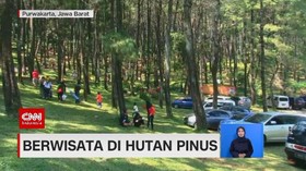 VIDEO: Menikmati Wisata Hutan Pinus
