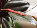 5 Tanaman Berdaun Hitam, Elegan untuk Dekorasi Rumah