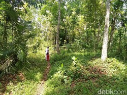 Penampakan Hewan Misterius Gegerkan Warga, BKSDA Ciamis: Diduga Binturong
