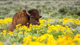 Gelisah Musim Kawin, Bison Seruduk Turis di Polandia