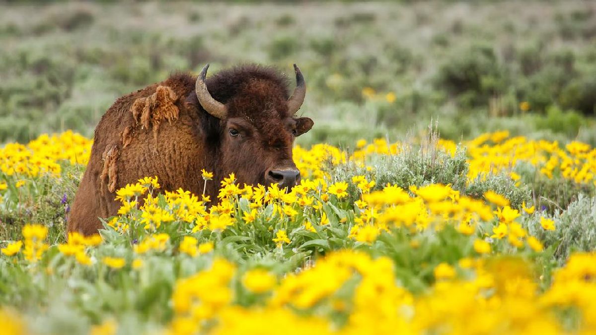 Kereta Tabrak 3 Bison Langka di Hutan Bialowieza Polandia