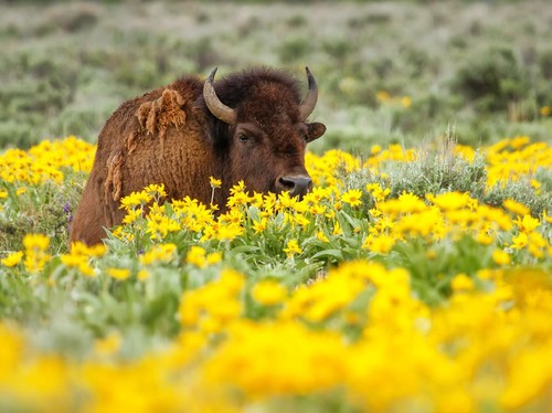 Kereta Tabrak 3 Bison Langka di Hutan Bialowieza Polandia