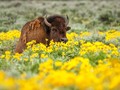 Gelisah Musim Kawin, Bison Seruduk Turis di Polandia