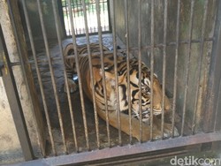 Maharani Zoo Sebut Harimau yang Diviralkan Kurus Tak Pernah Sakit