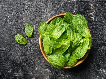 9 Tanaman Obat Daun yang Mudah Ditanam di Rumah Beserta Khasiatnya, Bisa Atasi Demam