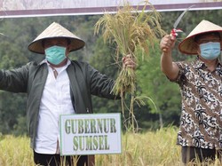 Ingin Jadikan Sumsel Lumbung Pangan Nasional, Ini Upaya Gubernur HD