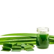 5 Manfaat Konsumsi Rebusan Air Pandan untuk Kesehatan