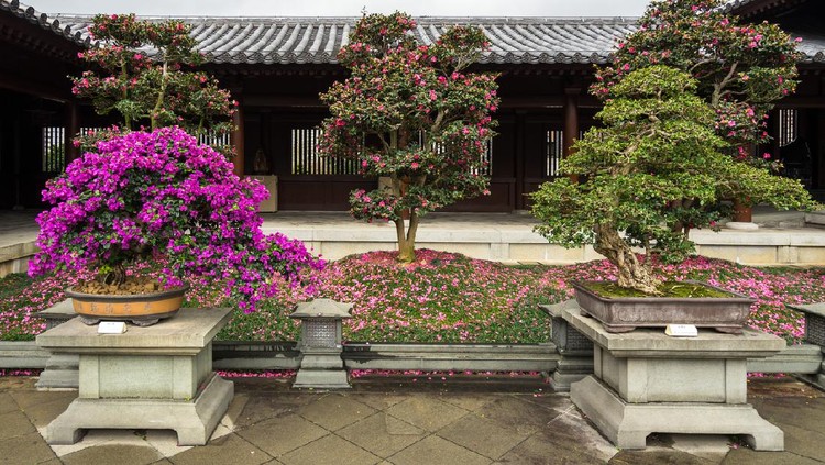 Flowering bougainvillea bonsai trees at the Chi Lin Nunnery, Hong Kong, Diamond Hill