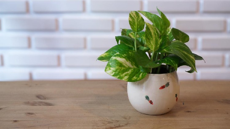 The Pothos with a Natural Light in the Morning Summer Day