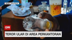 VIDEO: Teror Ular di Area Perkantoran