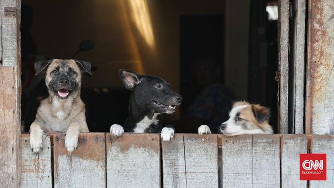 Pandemi memberikan tambahan tantangan pada peringatan Hari Rabies Sedunia tahun ini. Pencapaian vaksinasi rabies merosot lebih 70 persen dibanding tahun lalu.