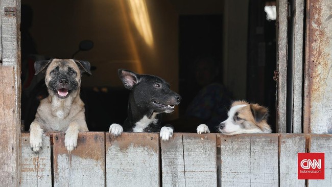 Kadis Peternakan NTT mengatakan selain jumlah vaksin yang belum sebanding dengan populasi anjing, biaya operasional vaksinasi pun tipis.