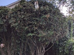 Jangan Disiram Air Panas, Ini Cara Cegah Kucing Liar ke Atap Rumah