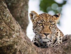 Santuy Banget, Macan Tutul Ini Berkeliaran Kelilingi Restoran