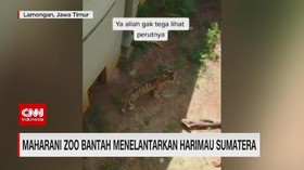 VIDEO: Maharani Zoo Bantah Menelantarkan Harimau Sumatera