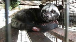 Viral Hadiah Pernikahan 100 Musang Luwak, Saham Perusahaan hingga Emas Batangan