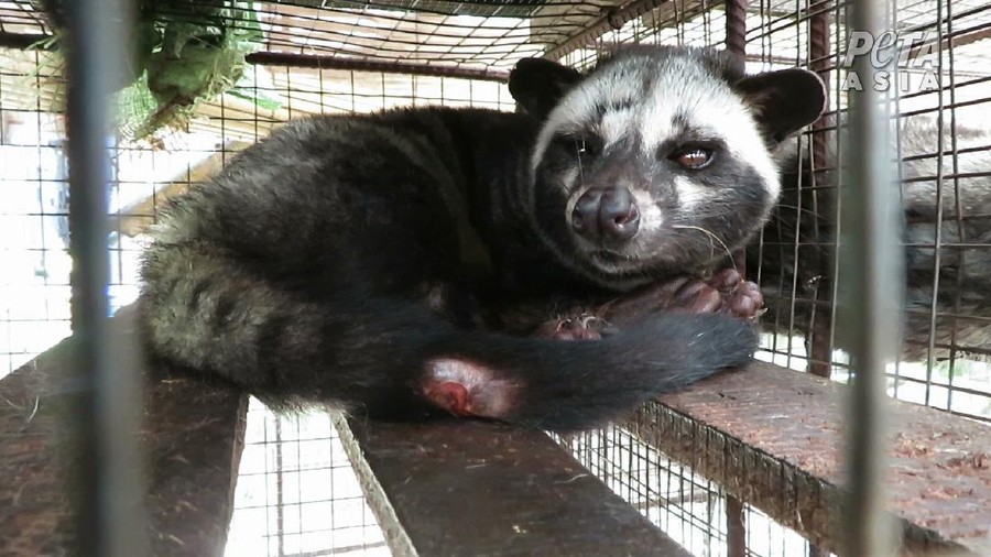 PETA Sebut Industri Kopi Luwak Berisiko Picu Pandemi COVID-19 PETA Sebut Industri Kopi Luwak Berisiko Picu Pandemi COVID-19