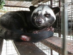 Viral Hadiah Pernikahan 100 Musang Luwak, Saham Perusahaan hingga Emas Batangan