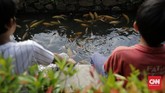 FOTO: Selokan Disulap Warga Pamulang Jadi Kolam Ikan Hias Saluran air atau selokan di kawasan perumahan Pamulang, Tangerang Selatan, diubah warga menjadi kolam hias demi menjadi tempat penyegaran suasana hati.