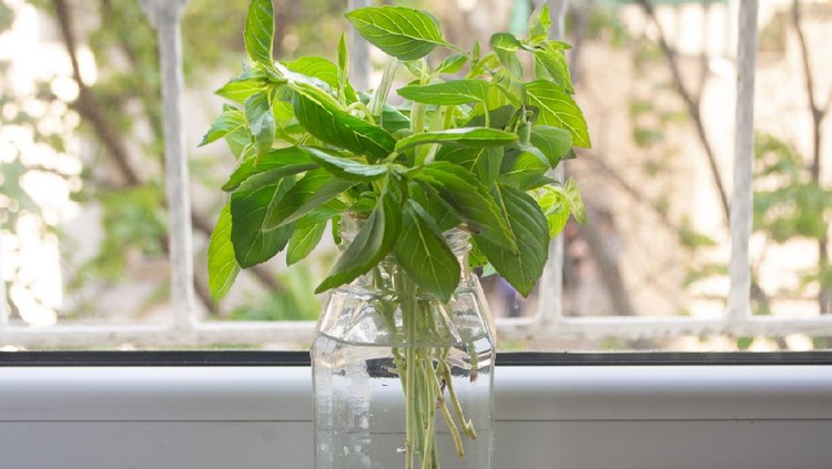Propagating a bunch of basil in a jar of water for storing it fresh or regrowing later