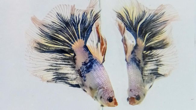 Berapa lama ikan cupang bisa hidup bergantung pada habitat dan perawatannya. Berikut cara membuat ikan cupang hidup lama dan berumur panjang.