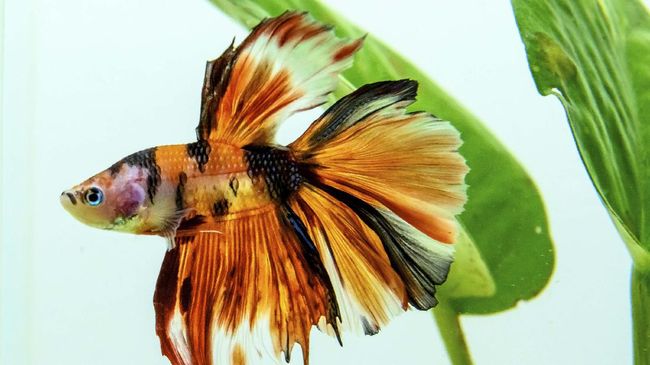 Dengan mengetahui penyebab ikan cupang mati, tentu Anda dapat mengambil langkah antisipasi agar bisa memperpanjang umur ikan cupang hingga bertahun-tahun.