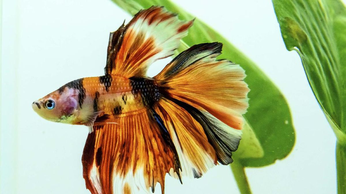 6 Makanan Ikan Cupang yang Paling Bagus dan Mudah Didapat