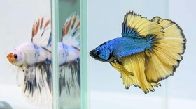 Rekomendasi Ikan Hias yang Murah, Mulai Rp3 Ribuan