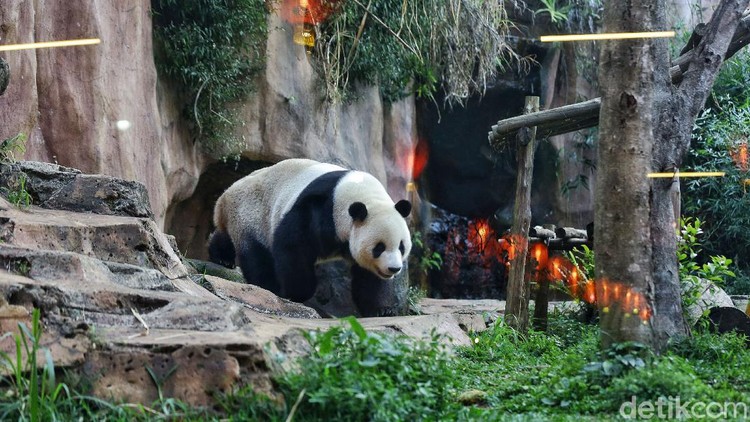 Giant Panda menjadi hewan yang langka untuk ditemukan di Indonesia. Memiliki tingkah lucu, tak heran hewan menggemaskan ini punya banyak penggemar.