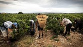 FOTO: Pahit Panen Anggur Akibat Pandemi dan Perubahan Iklim Pandemi Covid-19 dan perubahan iklim membuat anggur di Prancis kian 'pahit'. Dampaknya dirasakan para winegrower, pengolah kebun anggur yang juga pembuat wine.
