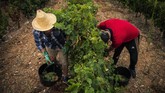 FOTO: Pahit Panen Anggur Akibat Pandemi dan Perubahan Iklim Pandemi Covid-19 dan perubahan iklim membuat anggur di Prancis kian 'pahit'. Dampaknya dirasakan para winegrower, pengolah kebun anggur yang juga pembuat wine.