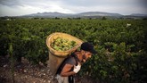 FOTO: Pahit Panen Anggur Akibat Pandemi dan Perubahan Iklim Pandemi Covid-19 dan perubahan iklim membuat anggur di Prancis kian 'pahit'. Dampaknya dirasakan para winegrower, pengolah kebun anggur yang juga pembuat wine.