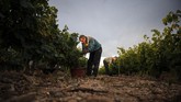 FOTO: Pahit Panen Anggur Akibat Pandemi dan Perubahan Iklim Pandemi Covid-19 dan perubahan iklim membuat anggur di Prancis kian 'pahit'. Dampaknya dirasakan para winegrower, pengolah kebun anggur yang juga pembuat wine.