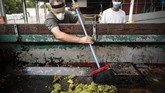 FOTO: Pahit Panen Anggur Akibat Pandemi dan Perubahan Iklim Pandemi Covid-19 dan perubahan iklim membuat anggur di Prancis kian 'pahit'. Dampaknya dirasakan para winegrower, pengolah kebun anggur yang juga pembuat wine.