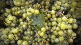 FOTO: Pahit Panen Anggur Akibat Pandemi dan Perubahan Iklim Pandemi Covid-19 dan perubahan iklim membuat anggur di Prancis kian 'pahit'. Dampaknya dirasakan para winegrower, pengolah kebun anggur yang juga pembuat wine.