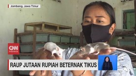 VIDEO: Raup Jutaan Rupiah Beternak Tikus