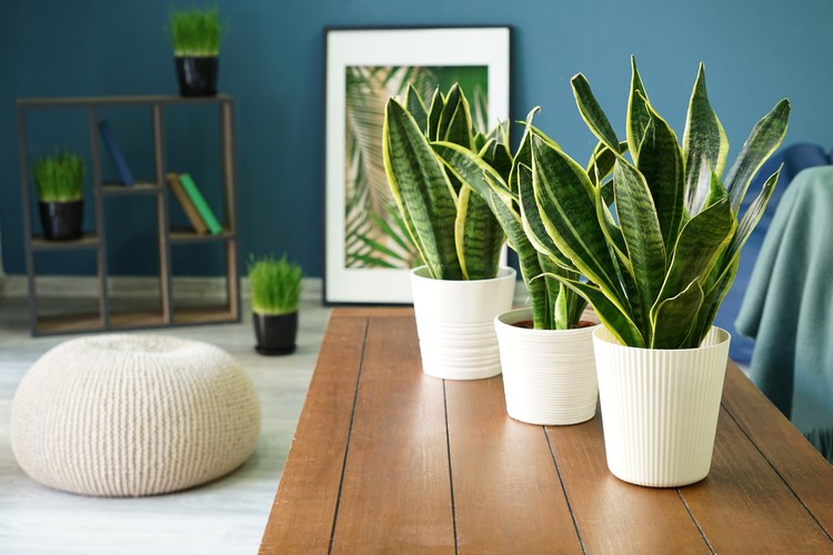 Tanaman hias Sansevieria plants on table in modern room