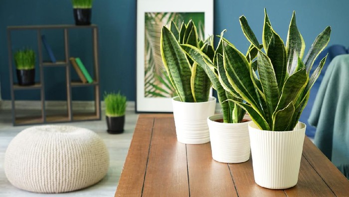 Sansevieria plants on table in modern room