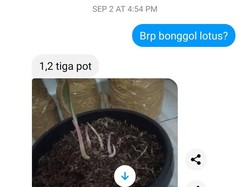 Bareskrim: Penipu Tanaman Hias Ploris Cica Juga Pakai Akun Hen Wid Plant